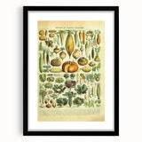 Vintage Botanical Art Prints: Detailed Vegetable Illustration Wall Art