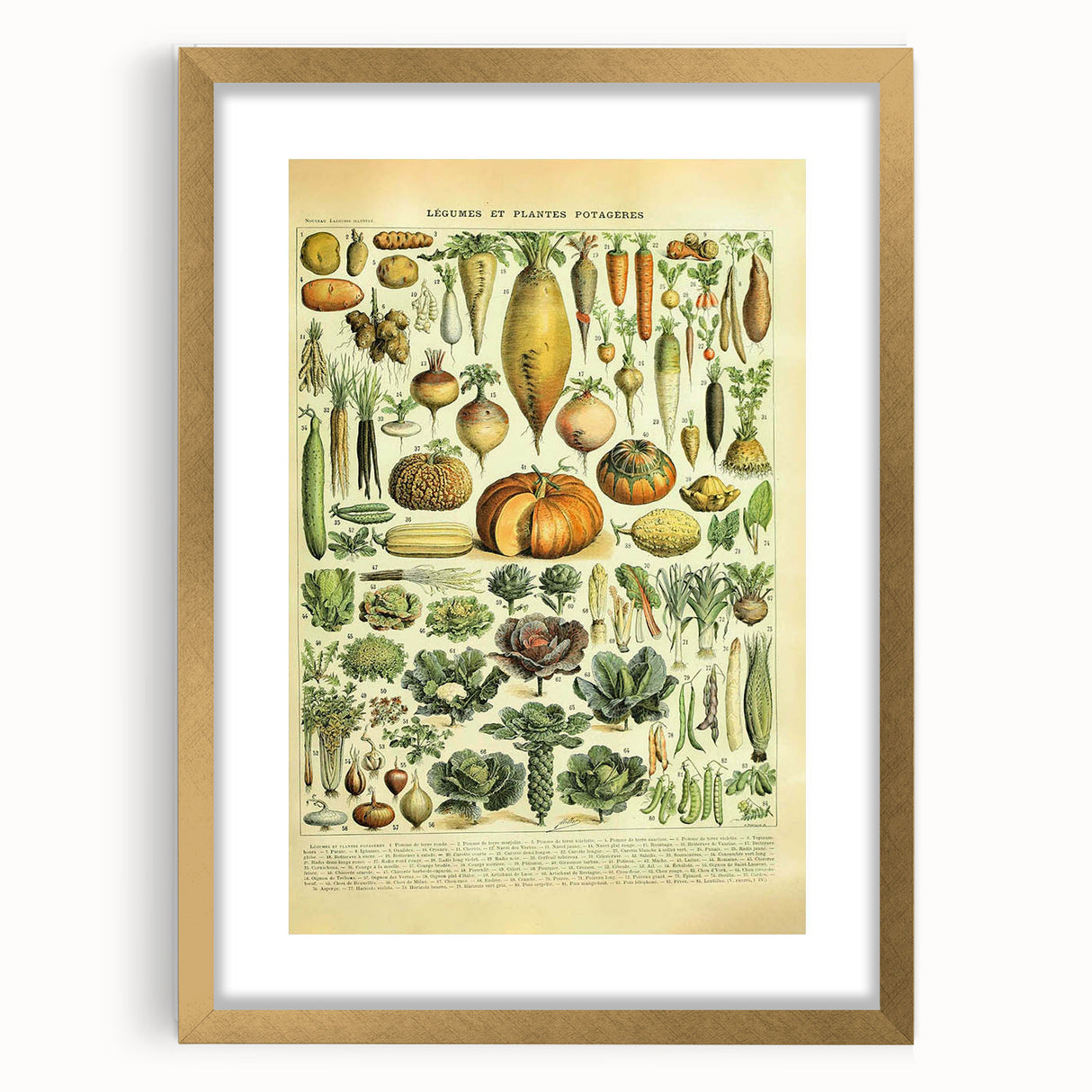Vintage Botanical Art Prints: Detailed Vegetable Illustration Wall Art