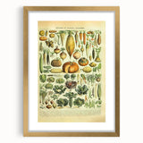 Vintage Botanical Art Prints: Detailed Vegetable Illustration Wall Art