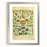 Vintage Botanical Art Prints: Detailed Vegetable Illustration Wall Art