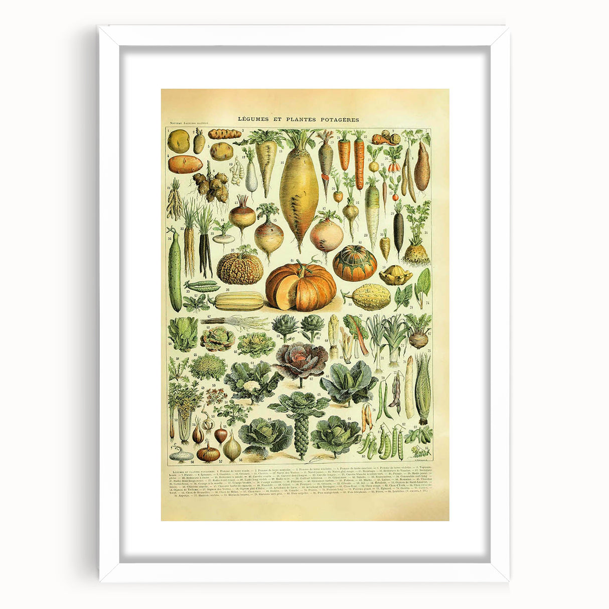 Vintage Botanical Art Prints: Detailed Vegetable Illustration Wall Art