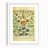 Vintage Botanical Art Prints: Detailed Vegetable Illustration Wall Art