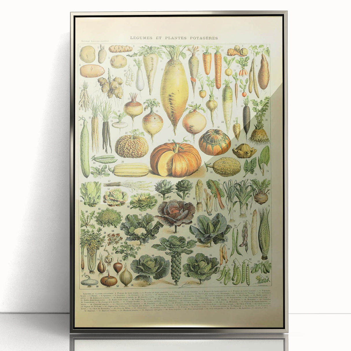 Vintage Botanical Art Prints: Detailed Vegetable Illustration Wall Art