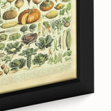 Vintage Botanical Art Prints: Detailed Vegetable Illustration Wall Art