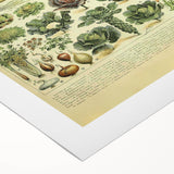 Vintage Botanical Art Prints: Detailed Vegetable Illustration Wall Art