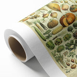 Vintage Botanical Art Prints: Detailed Vegetable Illustration Wall Art