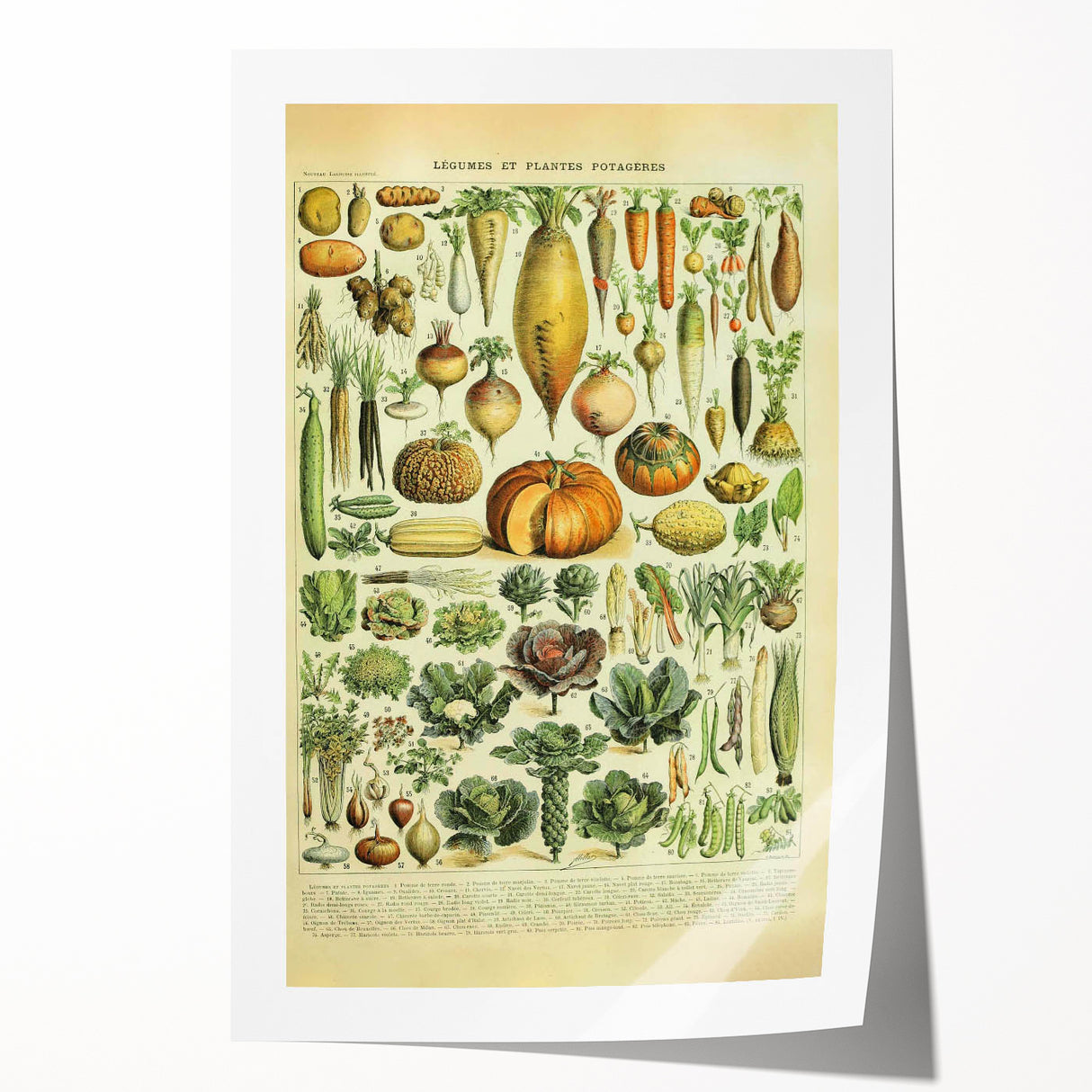 Vintage Botanical Art Prints: Detailed Vegetable Illustration Wall Art
