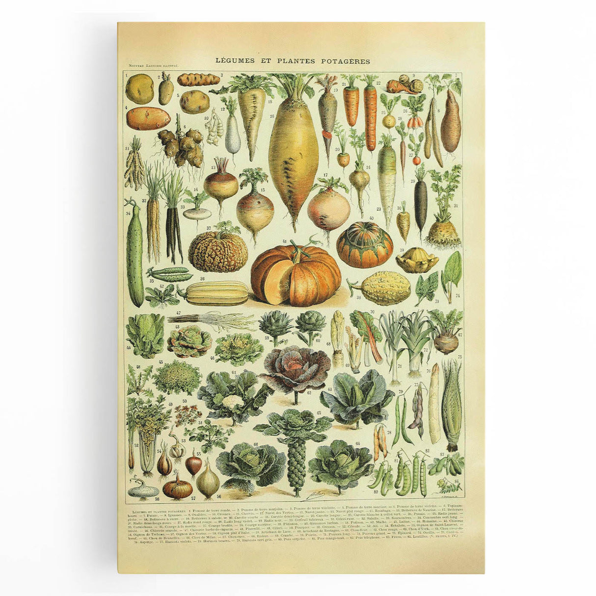 Vintage Botanical Art Prints: Detailed Vegetable Illustration Wall Art