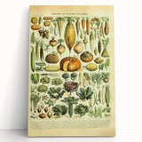 Vintage Botanical Art Prints: Detailed Vegetable Illustration Wall Art