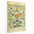 Vintage Botanical Art Prints: Detailed Vegetable Illustration Wall Art