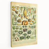 Vintage Botanical Art Prints: Detailed Vegetable Illustration Wall Art