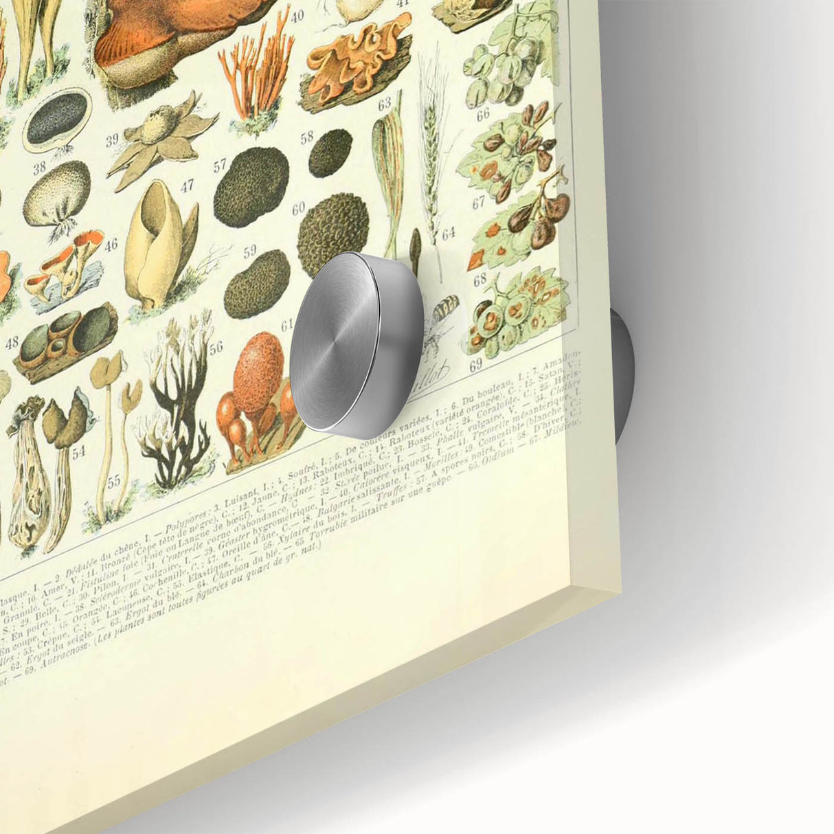 Vintage Botanical Art Prints: Intricate Mushroom Illustration Wall Art