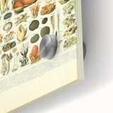 Vintage Botanical Art Prints: Intricate Mushroom Illustration Wall Art