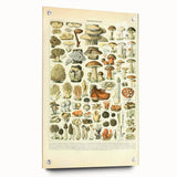 Vintage Botanical Art Prints: Intricate Mushroom Illustration Wall Art