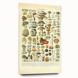 Vintage Botanical Art Prints: Intricate Mushroom Illustration Wall Art