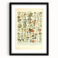 Vintage Botanical Art Prints: Intricate Mushroom Illustration Wall Art