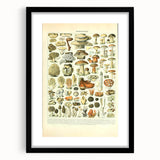 Vintage Botanical Art Prints: Intricate Mushroom Illustration Wall Art