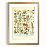Vintage Botanical Art Prints: Intricate Mushroom Illustration Wall Art