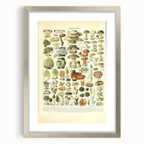 Vintage Botanical Art Prints: Intricate Mushroom Illustration Wall Art