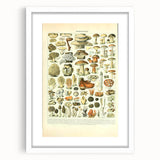 Vintage Botanical Art Prints: Intricate Mushroom Illustration Wall Art