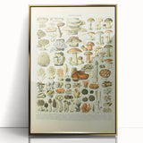 Vintage Botanical Art Prints: Intricate Mushroom Illustration Wall Art