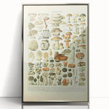Vintage Botanical Art Prints: Intricate Mushroom Illustration Wall Art