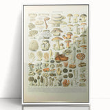 Vintage Botanical Art Prints: Intricate Mushroom Illustration Wall Art