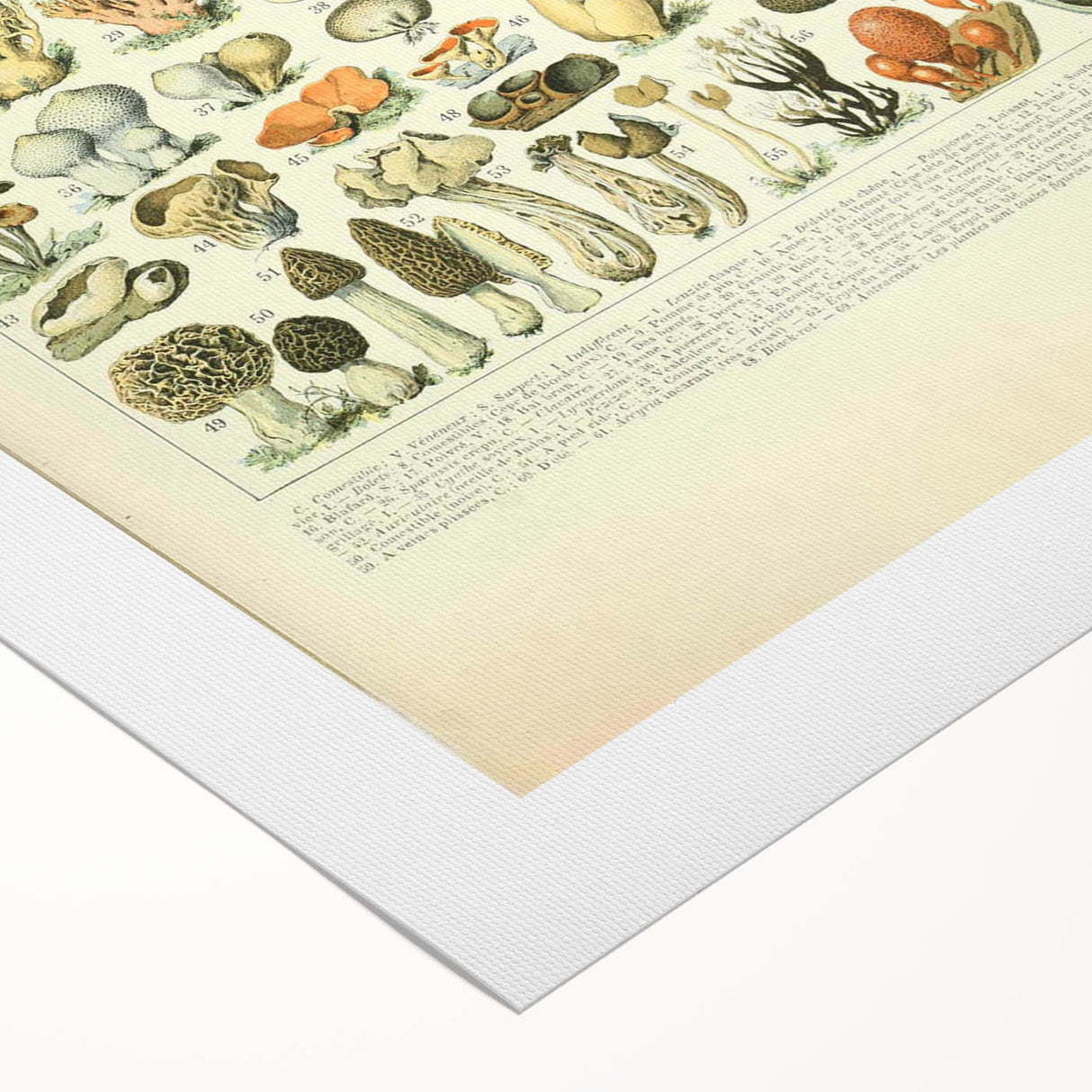 Vintage Botanical Art Prints: Intricate Mushroom Illustration Wall Art