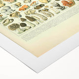 Vintage Botanical Art Prints: Intricate Mushroom Illustration Wall Art