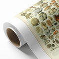 Vintage Botanical Art Prints: Intricate Mushroom Illustration Wall Art
