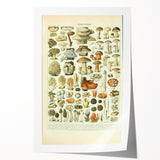 Vintage Botanical Art Prints: Intricate Mushroom Illustration Wall Art