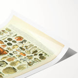 Vintage Botanical Art Prints: Intricate Mushroom Illustration Wall Art