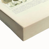 Vintage Botanical Art Prints: Intricate Mushroom Illustration Wall Art