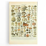 Vintage Botanical Art Prints: Intricate Mushroom Illustration Wall Art
