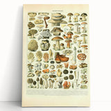 Vintage Botanical Art Prints: Intricate Mushroom Illustration Wall Art