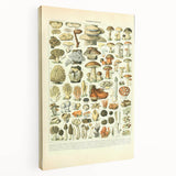 Vintage Botanical Art Prints: Intricate Mushroom Illustration Wall Art