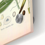 Vintage Botanical Illustration of Vanilla – Botanical Art Prints