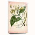 Vintage Botanical Illustration of Vanilla – Botanical Art Prints