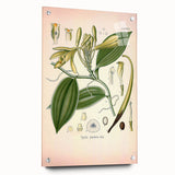 Vintage Botanical Illustration of Vanilla – Botanical Art Prints