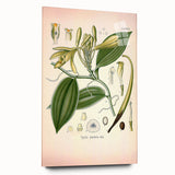 Vintage Botanical Illustration of Vanilla – Botanical Art Prints