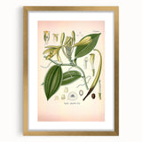Vintage Botanical Illustration of Vanilla – Botanical Art Prints