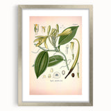 Vintage Botanical Illustration of Vanilla – Botanical Art Prints