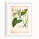 Vintage Botanical Illustration of Vanilla – Botanical Art Prints