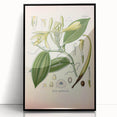 Vintage Botanical Illustration of Vanilla – Botanical Art Prints