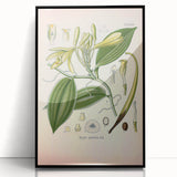 Vintage Botanical Illustration of Vanilla – Botanical Art Prints