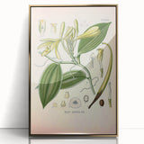 Vintage Botanical Illustration of Vanilla – Botanical Art Prints