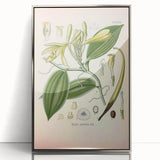 Vintage Botanical Illustration of Vanilla – Botanical Art Prints