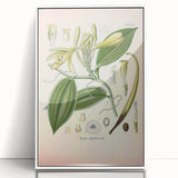 Vintage Botanical Illustration of Vanilla – Botanical Art Prints