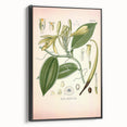 Vintage Botanical Illustration of Vanilla – Botanical Art Prints
