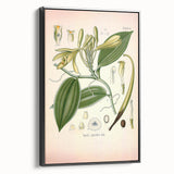 Vintage Botanical Illustration of Vanilla – Botanical Art Prints
